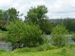 P1000207.jpg